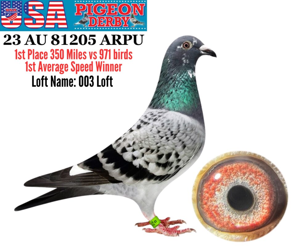 usa pigeon derby