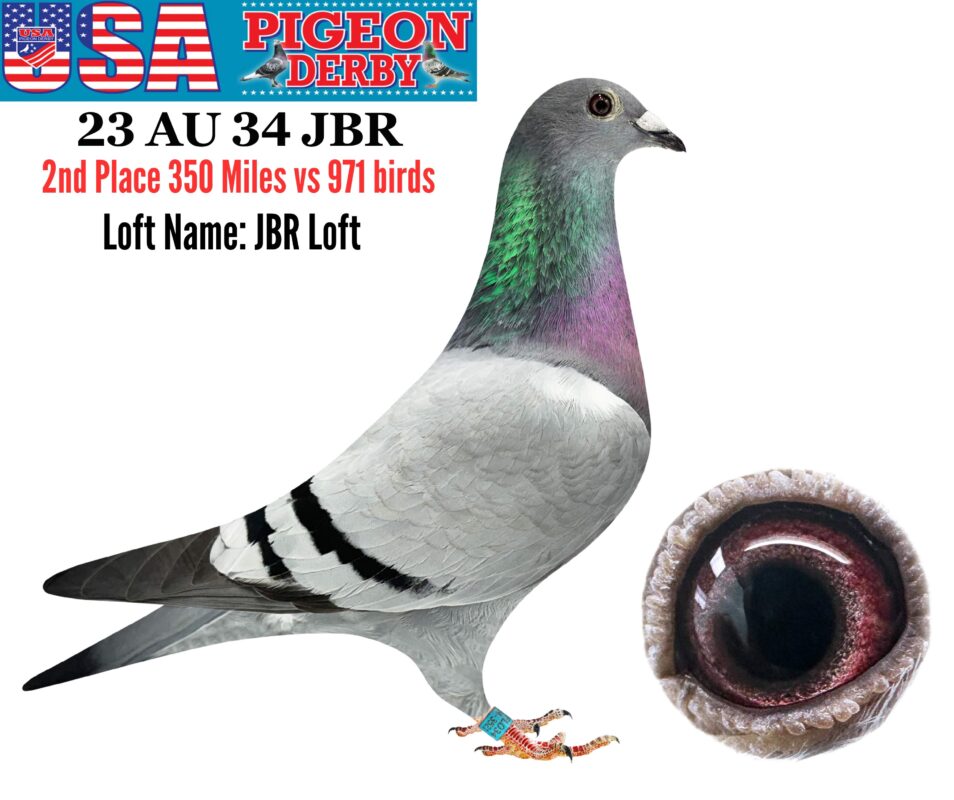 usa pigeon derby