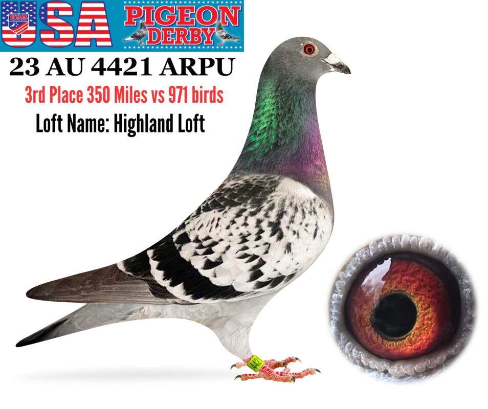 usa pigeon derby