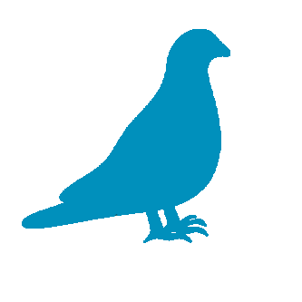 Usa Pigeon Derby