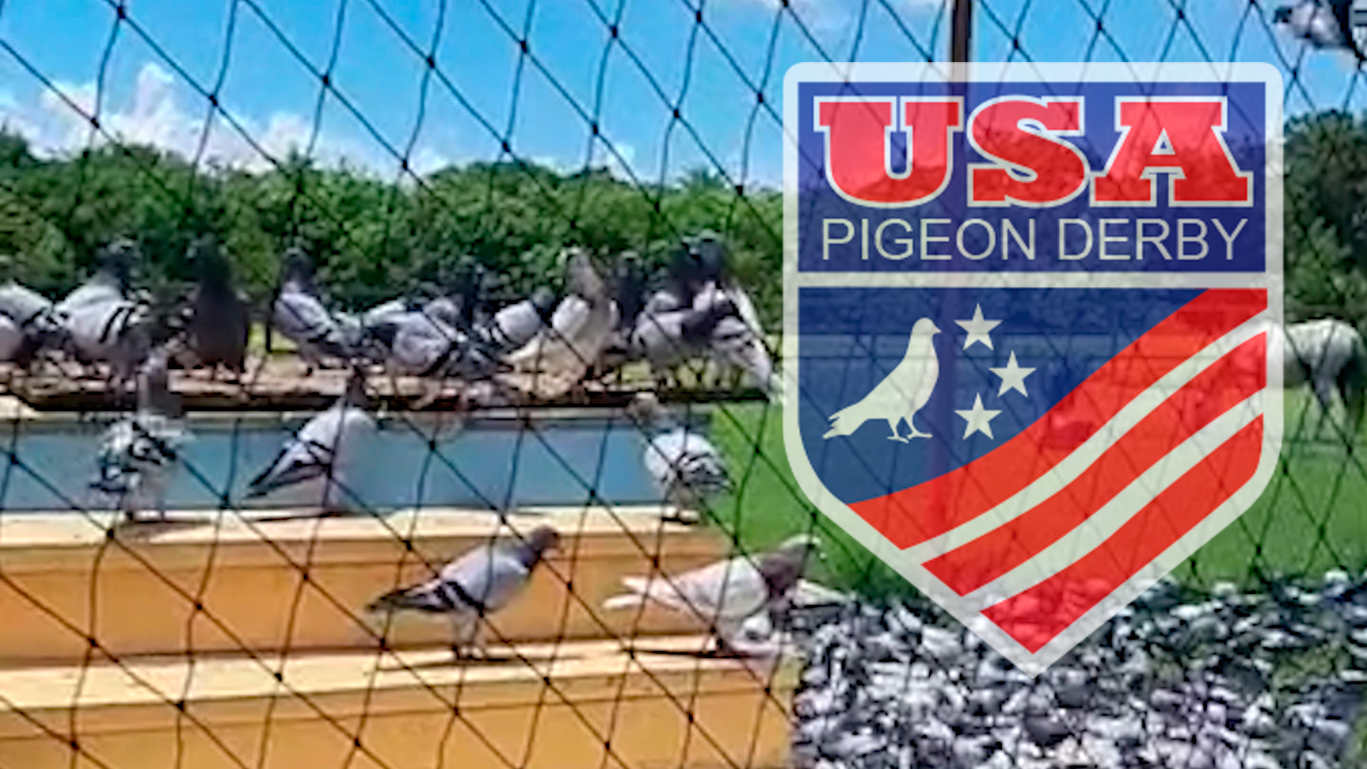 usa pigeon derby